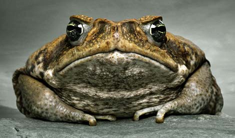 A cane toad, 'unintended consequences' poster child (our other choice was a picture of a pregnant woman) A picture of a cane toad, epitomizing 'unintended consequences'