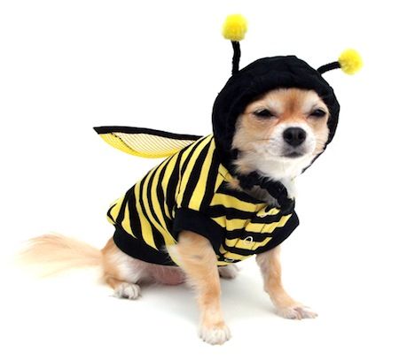 A dog dressed as a bee, motherfucker That's right, this is a dog dressed as a bee -- got a problem with that?