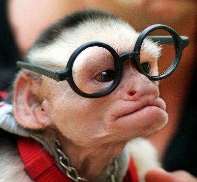 If your monkey self wears nerdy glasses then this article may not apply to you A monkey wearing glasses