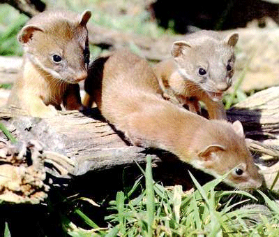 A boogle of weasels: which one are you? A boogle of weasels