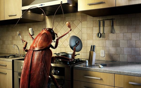 If you've only seen *one* cockroach in the kitchen you could first rule out the hypothesis that it's a metamorphosed family member A cockroach in the kitchen